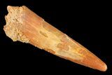 Pterosaur (Siroccopteryx) Tooth - Morocco #124728-1
